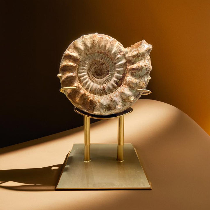 White Ammonite Fossil